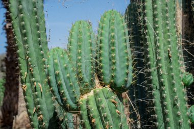 Pilosocereus pachycladus kaktüsü Tenerife, Kanarya Adası 'nda.