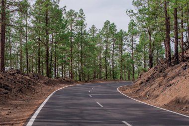 Corona Orman Doğa Parkı 'ndaki Kanarya Çamları boyunca uzanan yol.