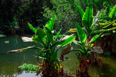 tropikal muz ağacı arkaplan renklendirmesi