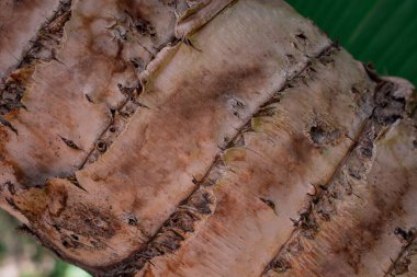 tropikal muz ağacı arkaplan renklendirmesi