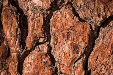 Arkaplan için büyük ağaç derisinden eski doku 