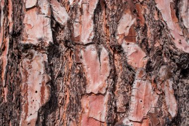 Arkaplan için büyük ağaç derisinden eski doku 