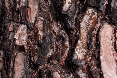 Arkaplan için büyük ağaç derisinden eski doku 