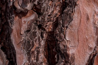 Arkaplan için büyük ağaç derisinden eski doku 