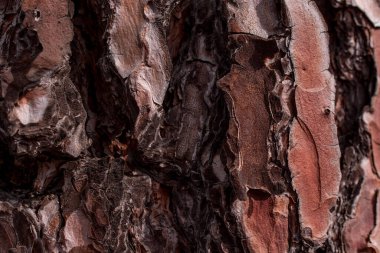 Arkaplan için büyük ağaç derisinden eski doku 