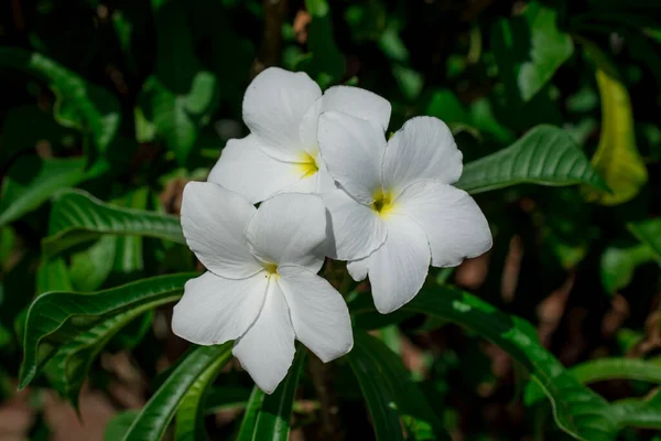 Zbliżenie Żółto Białe Tropikalne Plumeria Frangiapani Flo — Zdjęcie stockowe