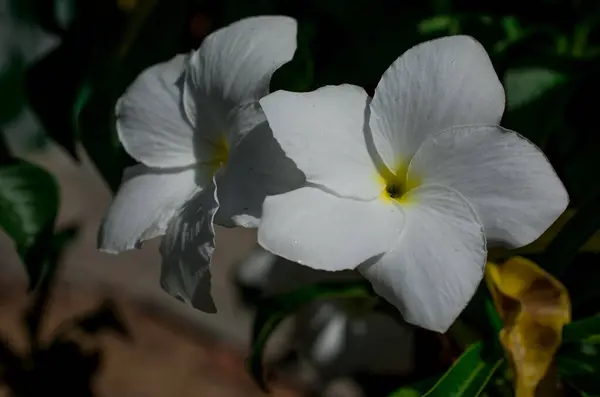 Zbliżenie Żółto Białe Tropikalne Plumeria Frangiapani Flo — Zdjęcie stockowe
