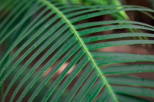 Stängt Upp Palm Lämnar Textur För Bakgrund — Stockfoto