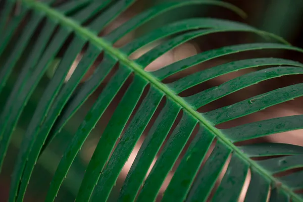 Stängt Upp Palm Lämnar Textur För Bakgrund — Stockfoto