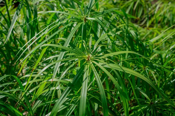 Cyperus Rotundus Coco Grass Java Grass Nut Grass Purple Nut —  Fotos de Stock