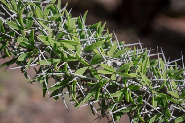 Cactus Très Inhabituel Qui Pousse Gros Plan Dans Parc — Photo