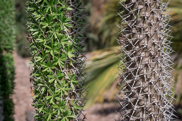 Cactus Très Inhabituel Qui Pousse Gros Plan Dans Parc — Photo