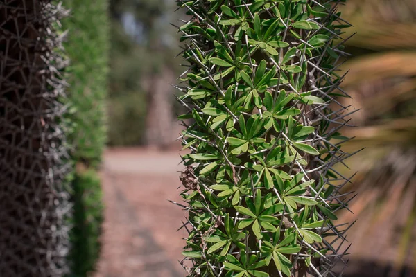 Πολύ Ασυνήθιστο Cactus Closeup Αυξάνεται Στο Πάρκο — Φωτογραφία Αρχείου