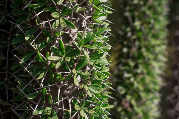 Zeer Ongewone Cactus Close Groeit Het Park — Stockfoto