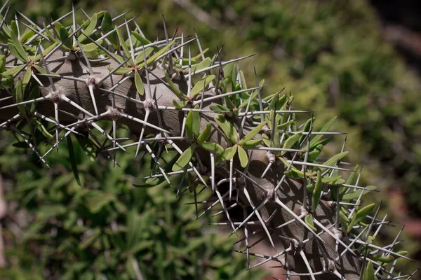 Πολύ Ασυνήθιστο Cactus Closeup Αυξάνεται Στο Πάρκο — Φωτογραφία Αρχείου