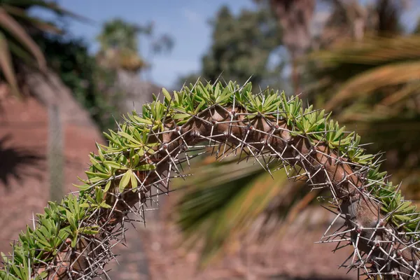 Nagyon Szokatlan Kaktusz Közelkép Növekszik Parkban — Stock Fotó