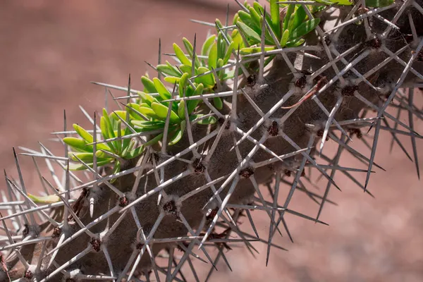 Muy Inusual Primer Cactus Creciendo Parque — Foto de Stock