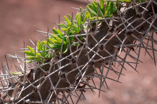 Πολύ Ασυνήθιστο Cactus Closeup Αυξάνεται Στο Πάρκο — Φωτογραφία Αρχείου