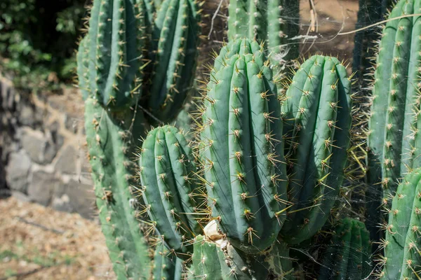 Pilosocereus Pachycladus Kaktüsü Tenerife Kanarya Adası Nda — Stok fotoğraf