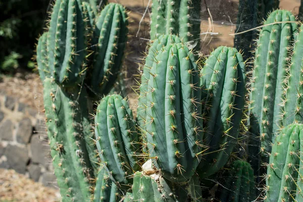 Pilosocereus Pachycladus Kaktüsü Tenerife Kanarya Adası Nda — Stok fotoğraf