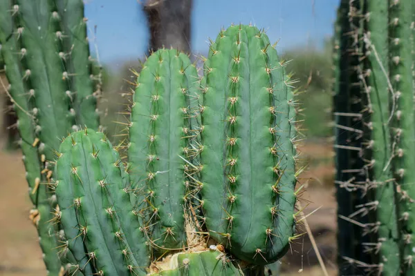 Cactus Pilosocereus Pachycladus Tenerife Islas Canarias — Foto de Stock