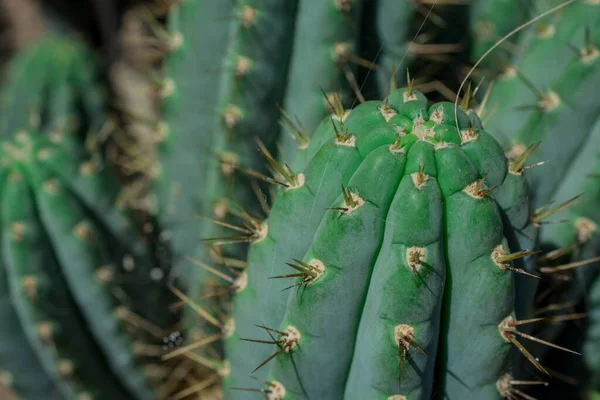 Pilosocereus Pachycladus Kaktus Auf Teneriffa Kanarische Insel — Stockfoto