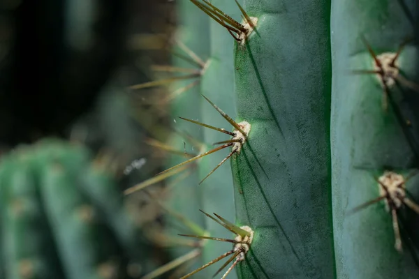 Pilosocereus Pachycladus Kaktus Auf Teneriffa Kanarische Insel — Stockfoto
