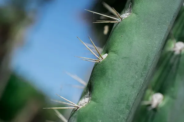 Pilosocereus Pachycladus Cactus Στην Τενερίφη Καναρίων Νήσων — Φωτογραφία Αρχείου