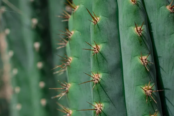 Pilosocereus Pachycladus Kaktüsü Tenerife Kanarya Adası Nda — Stok fotoğraf