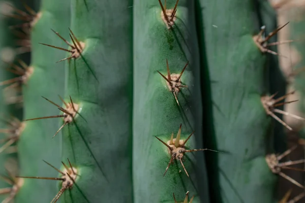 Pilosocereus Pachycladus Cactus Teneryfie Wyspy Kanaryjskie — Zdjęcie stockowe