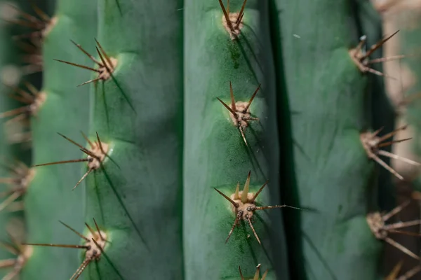 Pilosocereus Pachycladus Cactus Tenerife Canary Island — стокове фото