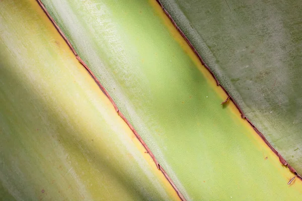 Bananier Tropical Fond Texture Colorée — Photo