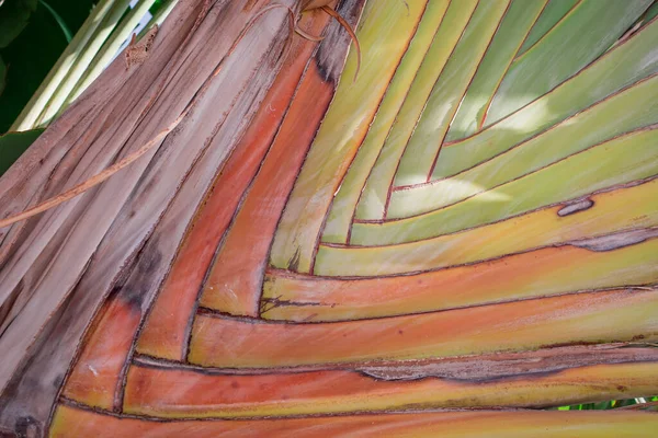 Tropical Banana Árvore Fundo Colorido Textura — Fotografia de Stock