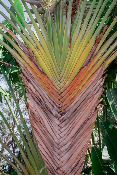 Banano Tropical Fondo Textura Colorida —  Fotos de Stock