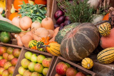 çok renkli kabak görüntülerinin düzenlenmesi 