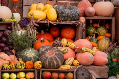 çok renkli kabak görüntülerinin düzenlenmesi 