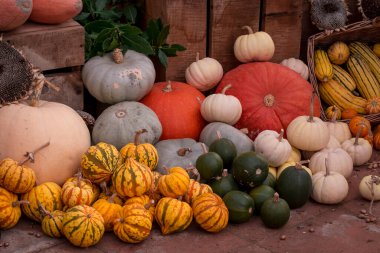 çok renkli kabak görüntülerinin düzenlenmesi 
