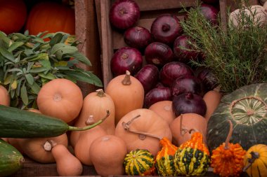 çok renkli kabak görüntülerinin düzenlenmesi 