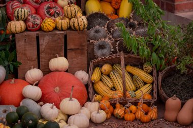 çok renkli kabak görüntülerinin düzenlenmesi 