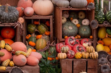 çok renkli kabak görüntülerinin düzenlenmesi 
