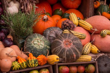 çok renkli kabak görüntülerinin düzenlenmesi 