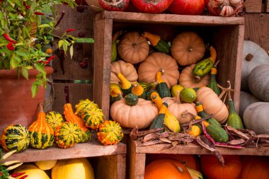 çok renkli kabak görüntülerinin düzenlenmesi 
