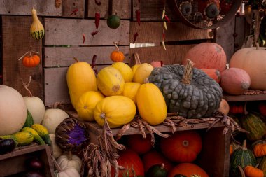 çok renkli kabak görüntülerinin düzenlenmesi 