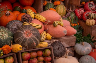 çok renkli kabak görüntülerinin düzenlenmesi 