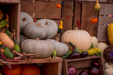 çok renkli kabak görüntülerinin düzenlenmesi 
