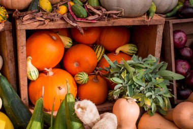 çok renkli kabak görüntülerinin düzenlenmesi 