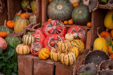 çok renkli kabak görüntülerinin düzenlenmesi 