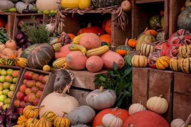 çok renkli kabak görüntülerinin düzenlenmesi 
