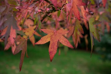 Karanlık sonbahar gününde renkli sonbahar yaprakları