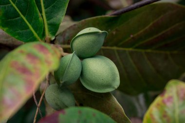 (Terminalia catappa) .Tropikal badem, Bengal bademi, Hint almosu